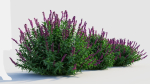 Salvia leucantha c