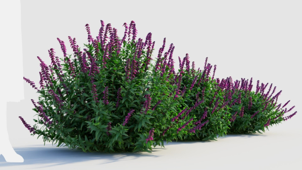 Salvia leucantha c