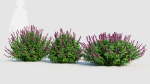Salvia leucantha c
