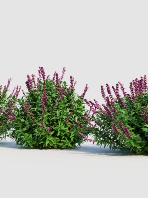 salvia-leucantha-c-3d-model-2d22f02176