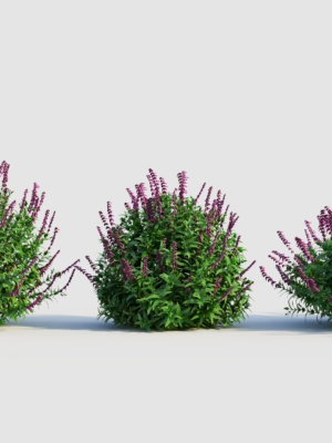 Salvia leucantha c