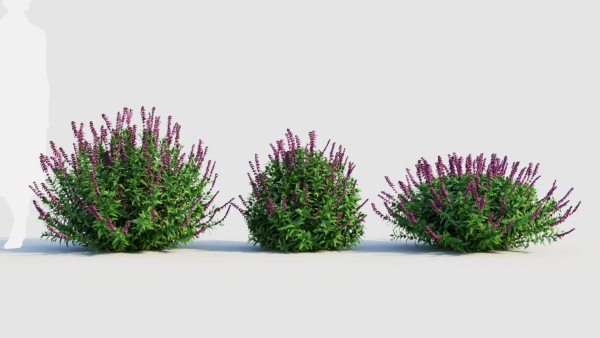 Salvia leucantha c