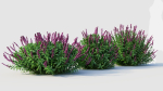 Salvia leucantha c