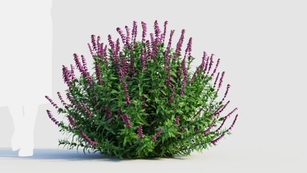 Salvia leucantha c