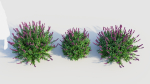 Salvia leucantha c