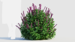 Salvia leucantha c