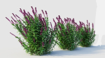 Salvia leucantha d