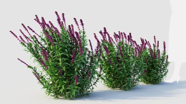Salvia leucantha d