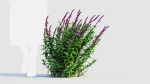 Salvia leucantha d