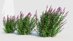 Salvia leucantha d