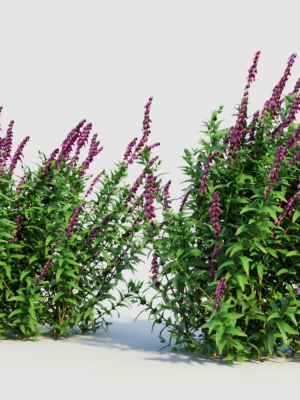 salvia-leucantha-d-3d-model-9ad10f527e