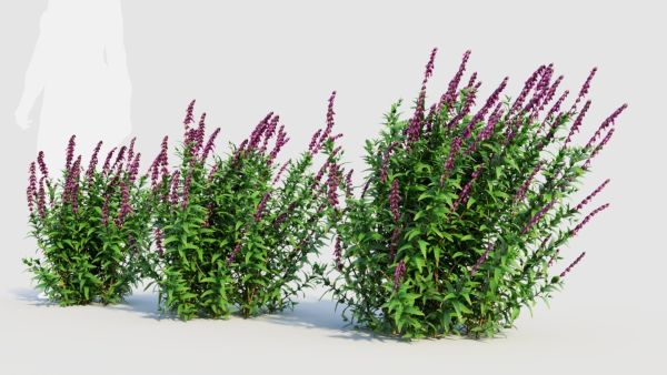 Salvia leucantha d