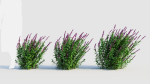 Salvia leucantha d