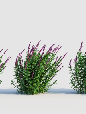 Salvia leucantha d