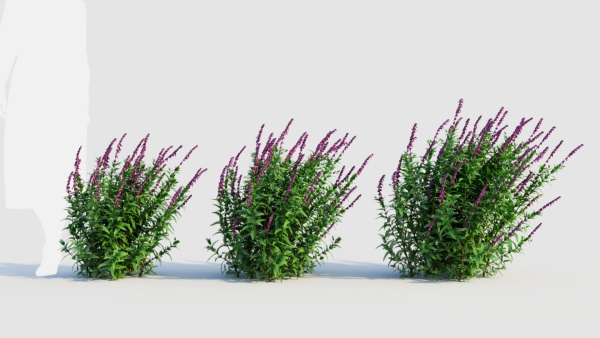 Salvia leucantha d