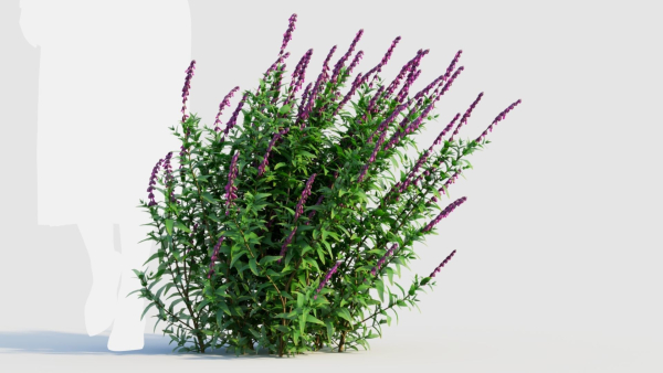 Salvia leucantha d