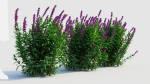 Salvia leucantha d