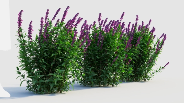 Salvia leucantha d
