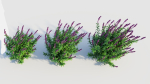 Salvia leucantha d