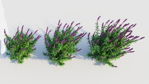 Salvia leucantha d