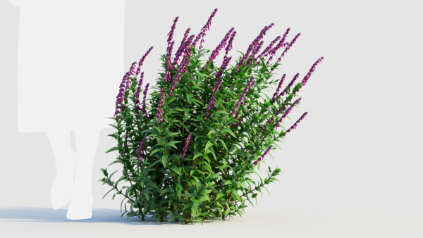 Salvia leucantha d