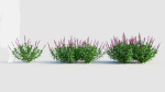 Salvia leucantha e