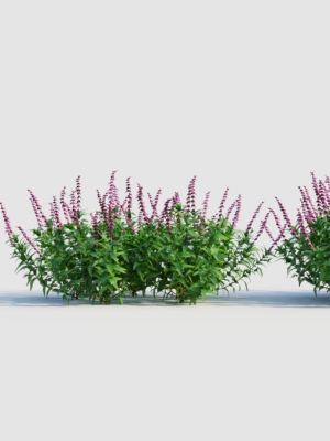 Salvia leucantha e