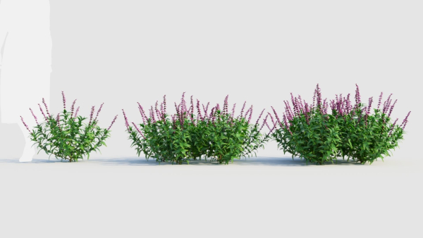 Salvia leucantha e