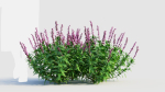 Salvia leucantha e