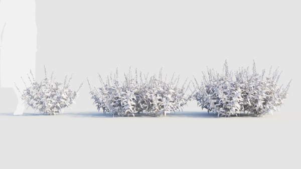 Salvia leucantha e