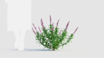 Salvia leucantha e