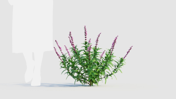 Salvia leucantha e