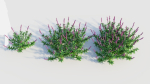 Salvia leucantha e