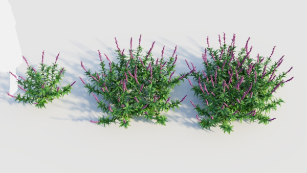 Salvia leucantha e
