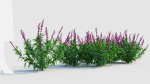 Salvia leucantha e