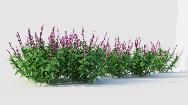 Salvia leucantha e