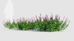 Salvia leucantha e