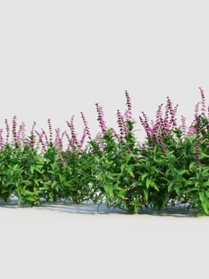 salvia-leucantha-e-3d-model-b737cd2585