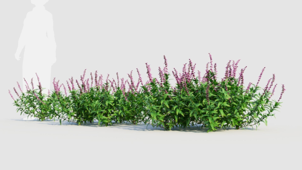 Salvia leucantha e