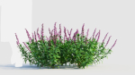Salvia leucantha e