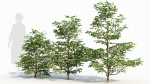 Sambucus nigra a