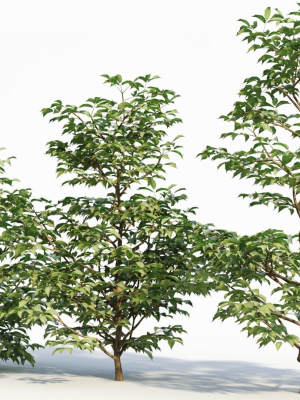 sambucus-nigra-a-3d-model-01b5b8c0e6