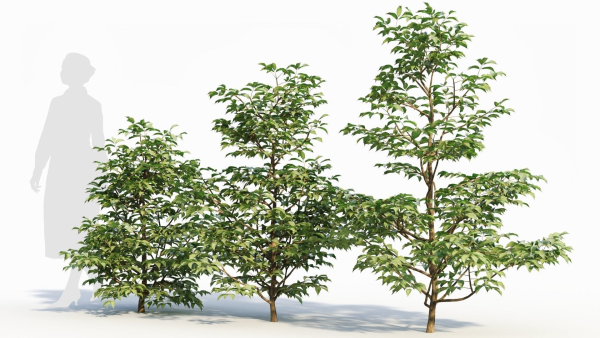 Sambucus nigra a