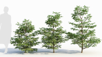 Sambucus nigra a