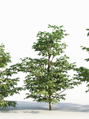 Sambucus nigra a