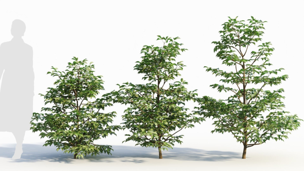 Sambucus nigra a