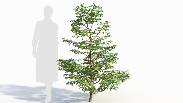 Sambucus nigra a