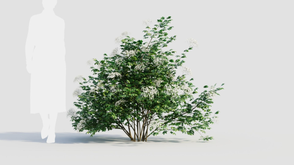 sambucus nigra a