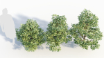 Sambucus nigra a