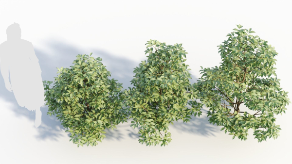 Sambucus nigra a